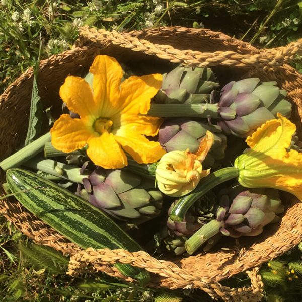 Vegetable harvest