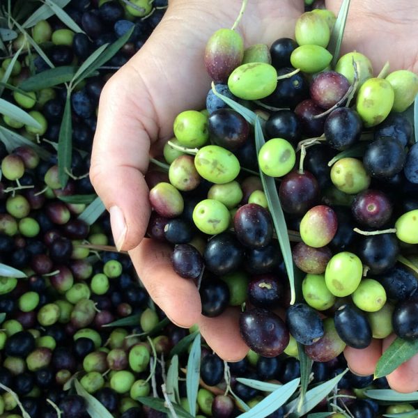 Olive harvest