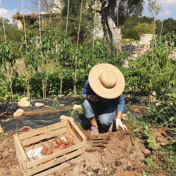 Sweet Potatoe Harvest