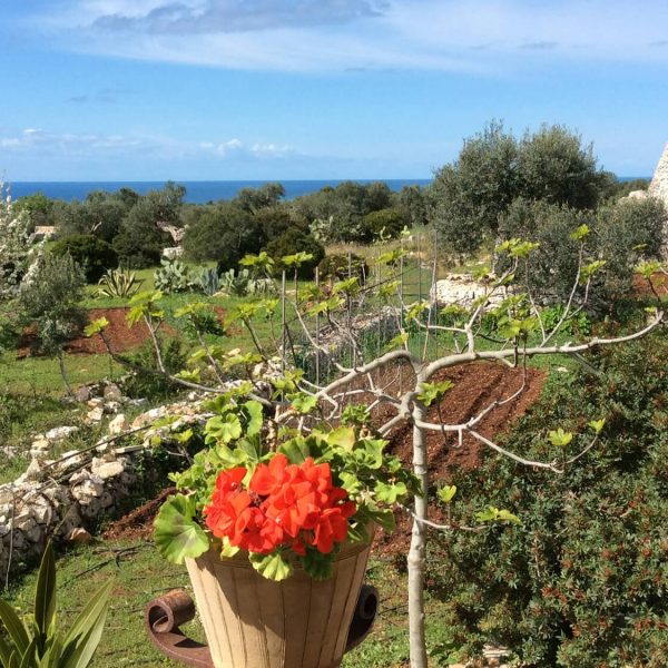 View from the veranda